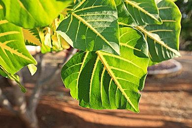 菲尔·斯宾塞：《光环：无限》并不能决定这个系列的成败